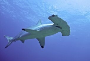 Рыба молот: как живут самые необычные акулы?