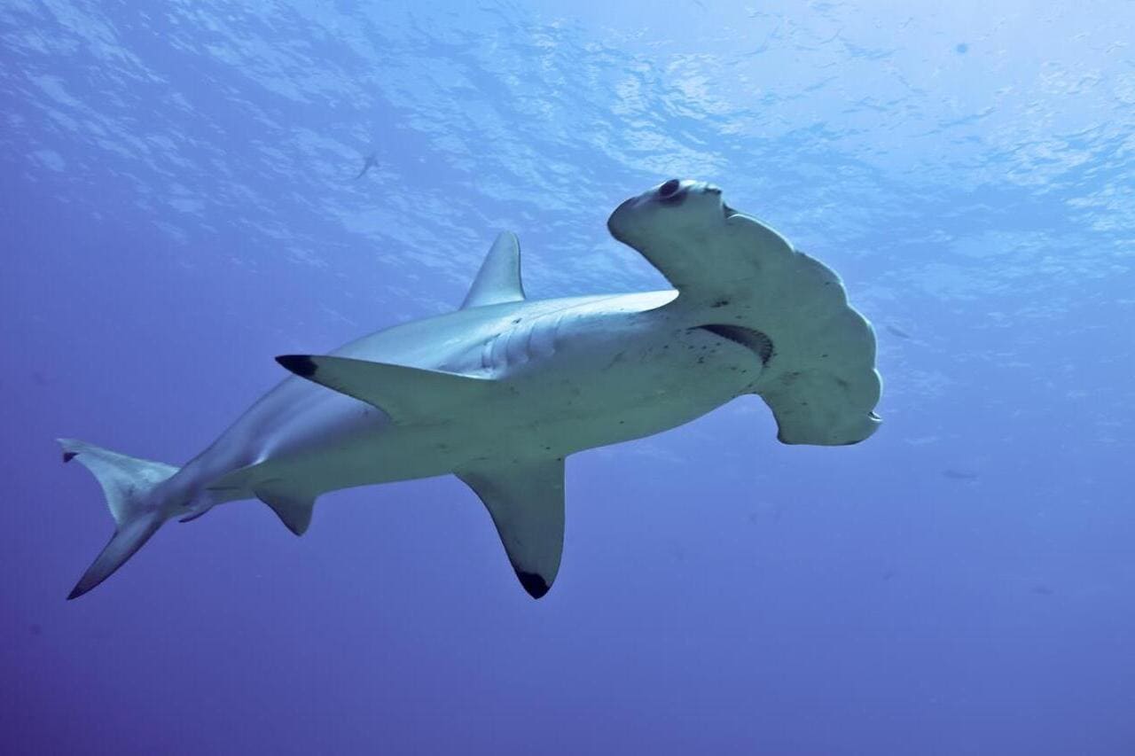 Рыба молот: как живут самые необычные акулы?
