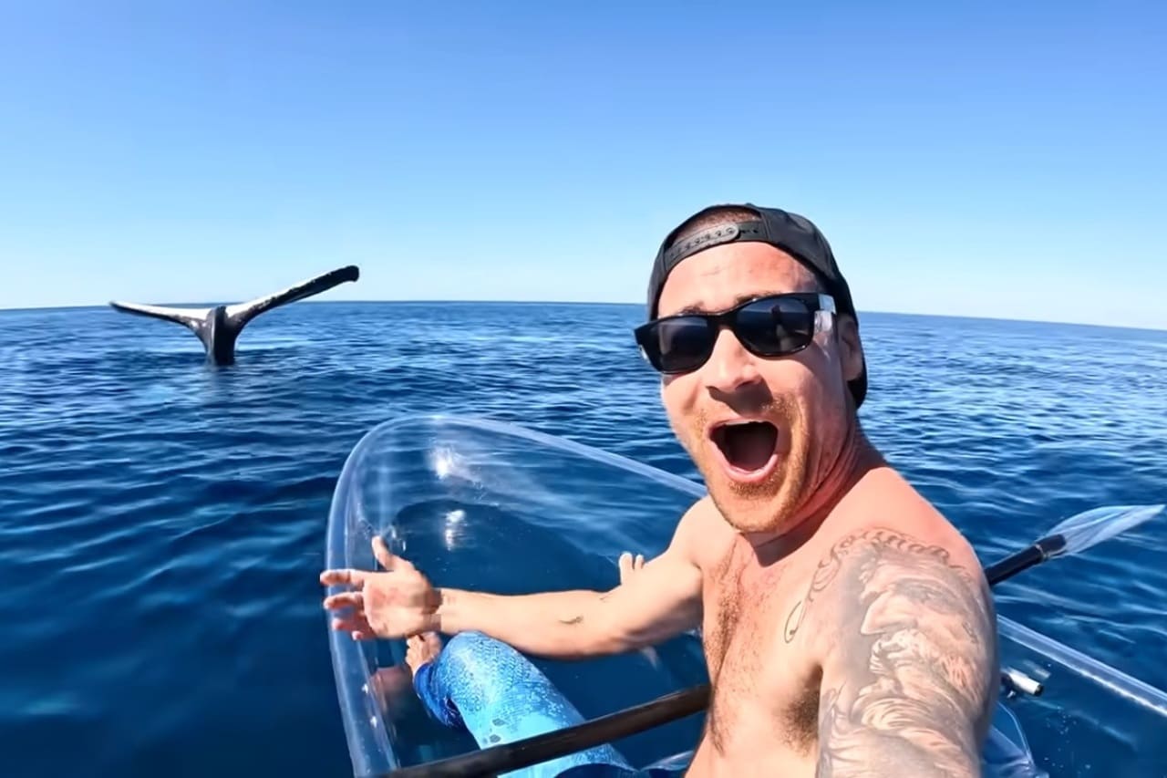 Австралийский блогер встретил кита, плавая на каяке. Смотрите видео