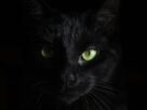 Банда Черная кошка: как поймали самую дерзкую банду начала 50-х годов