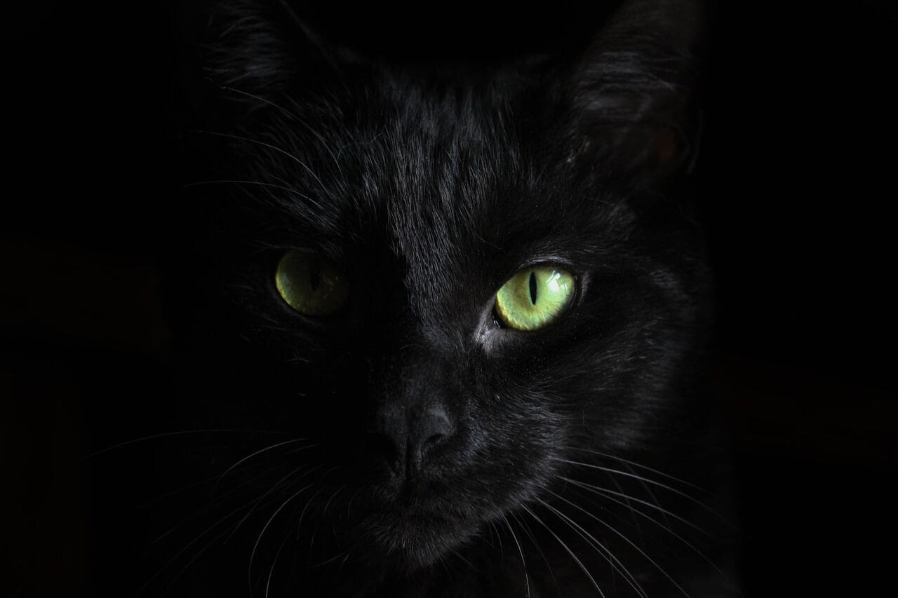 Банда Черная кошка: как поймали самую дерзкую банду начала 50-х годов